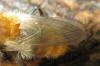 30831 – Photo : Monique – France (12)