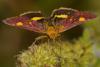 30284 – Photo : Jean-Philippe Mathieu – France (77)