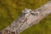 30943 – Photo : Daniel Morel – France (38)