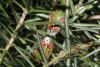 30008 – Photo : Roeland Libeer – Belgique