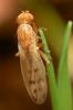 30277 – Photo : Jean-Philippe Mathieu – France (77)