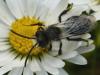 30435 – Photo : Denys Liger – France (27)