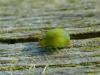 30690 – Photo : Denys Liger – France (27)