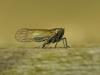 30869 – Photo : Denys Liger – France (27)