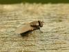 30928 – Photo : Denys Liger – France (27)