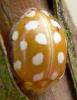 Halyzia sedecimguttata
