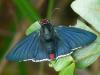 30614 – Photo : Alexandre Vinot – Guyane française