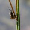 Sialis sp.