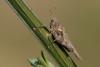 30845 – Photo : michel Clemot – France (85)