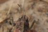 30846 – Photo : michel Clemot – France (85)