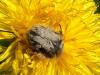 30368 – Photo : Francoise Mercier – France (73)