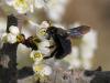 30006 – Photo : FATON Jean-Michel – France (26)