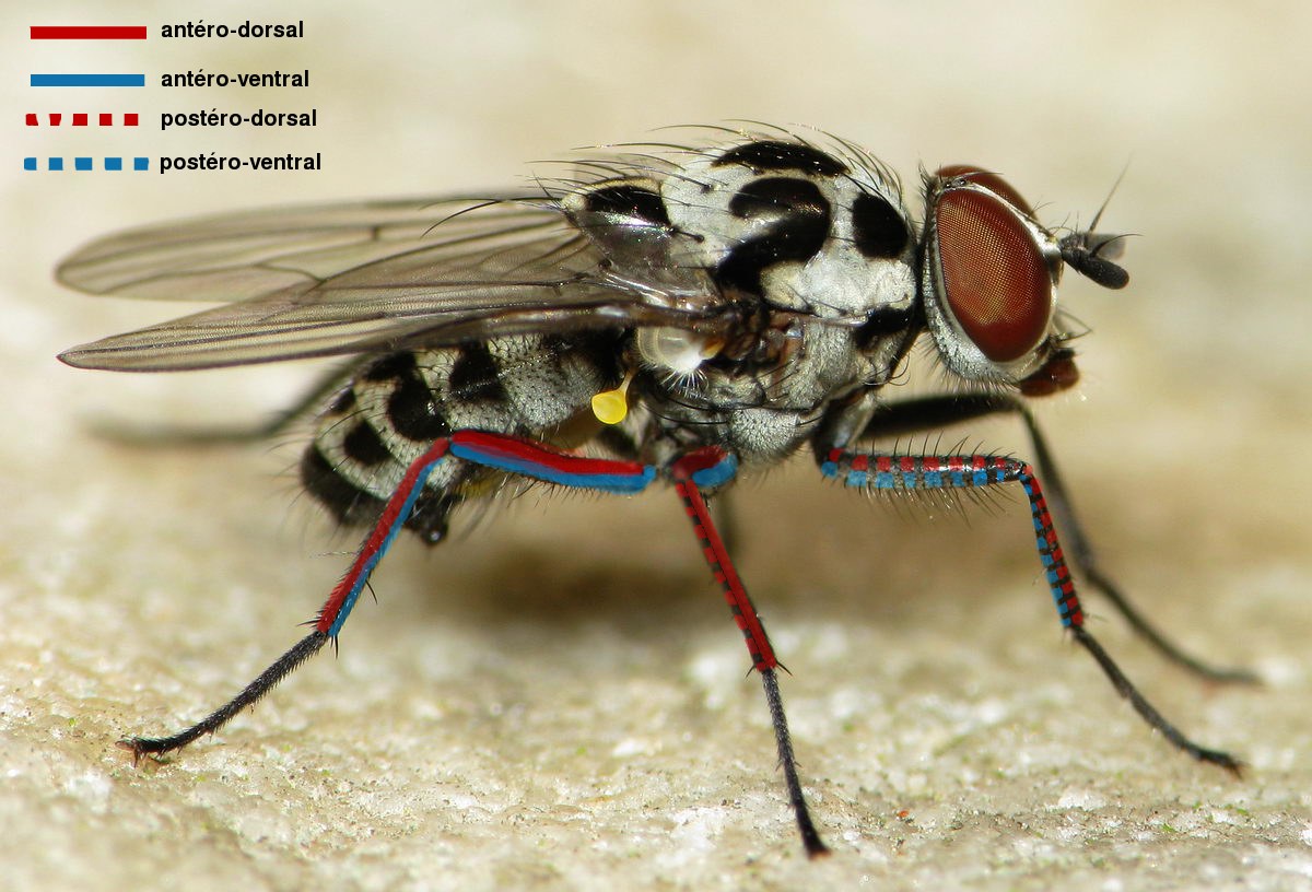 Vincent Lefebvre - Inconnu inconnu - réf. 30795 (1200 x 816 pixels, 183 ko)