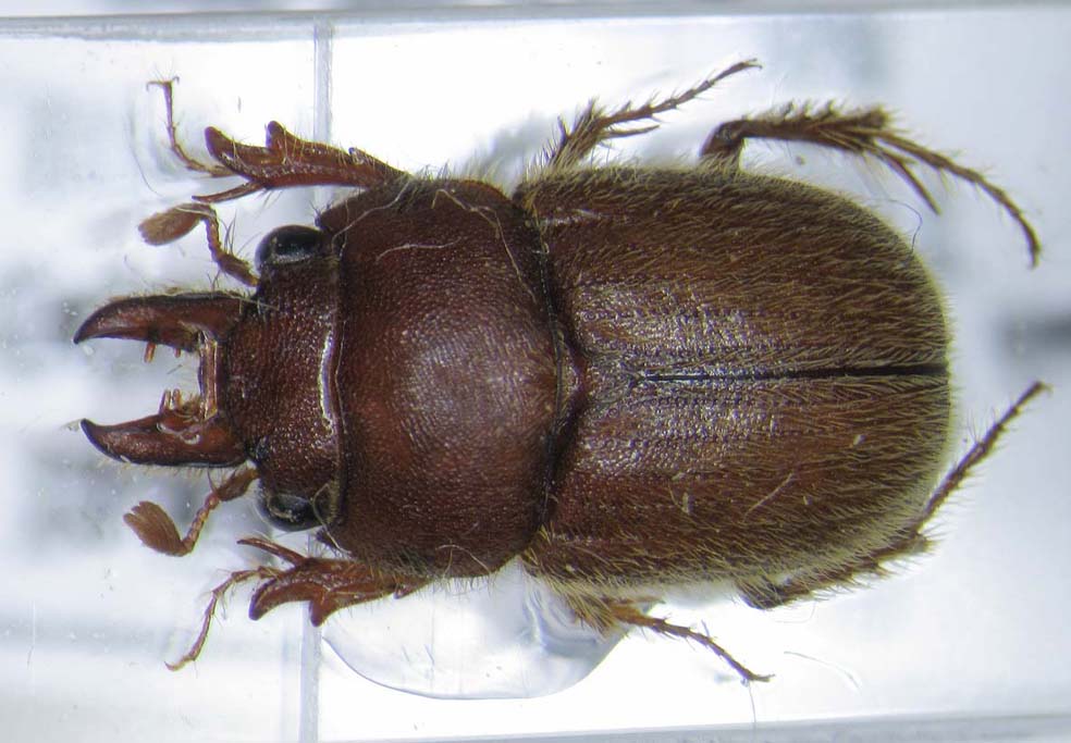 Denis Keith - Codocera tuberculata - réf. 30112 (984 x 683 pixels, 102 ko)