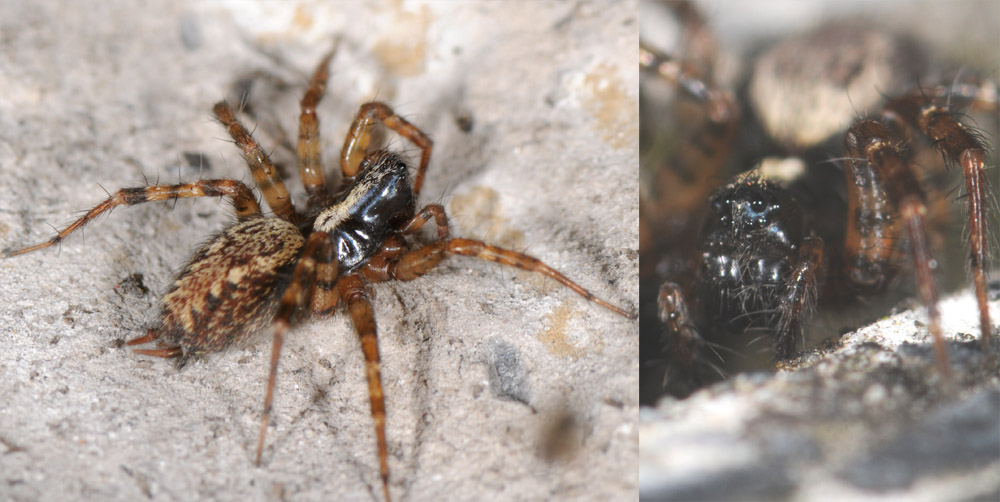 Pierre OGER - Textrix denticulata - réf. 30950 (1000 x 502 pixels, 160 ko)