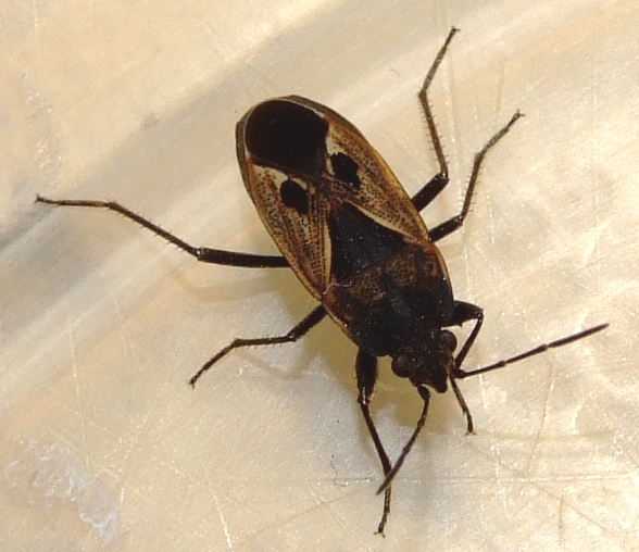 Magalie Mazuy - Rhyparochromus (Rhyparochromus) phoeniceus - réf. 30174 (588 x 508 pixels, 185 ko)