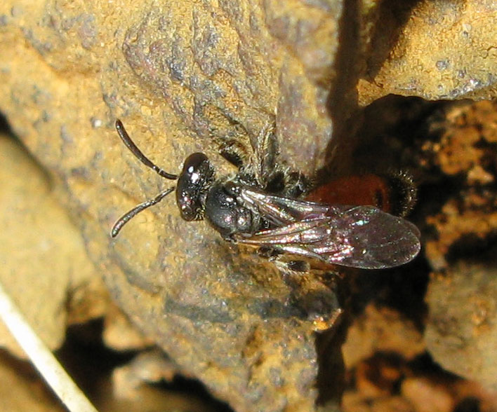 Christine DEVILLERS - Sphecodes sp. - réf. 30609 (708 x 588 pixels, 132 ko)