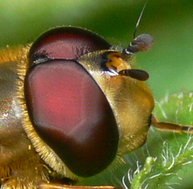 Adrien Chorein - Syrphus sp. - réf. 30045 (394 x 387 pixels, 149 ko)