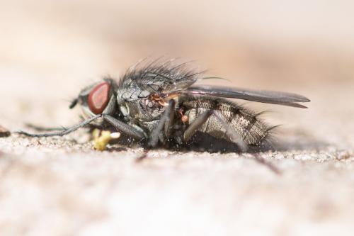 Leucophora obtusa