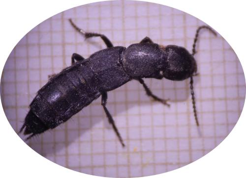 Réf. 300 841 : Ocypus aethiops