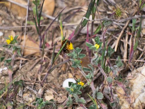 Réf. 300 498 : Andrena sp.