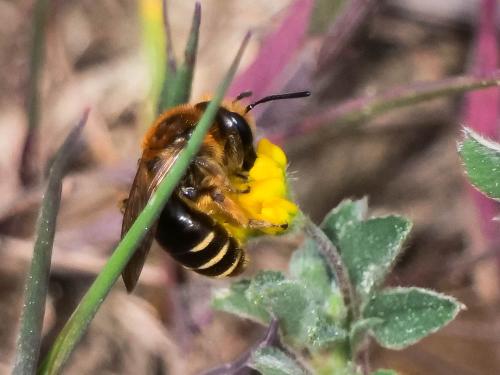 Réf. 300 499 : Andrena sp.