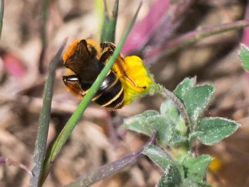Réf. 300 500 : Andrena sp.