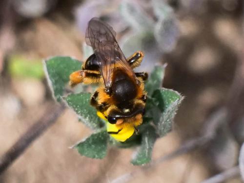 Réf. 300 501 : Andrena sp.