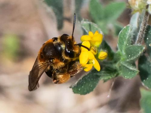 Réf. 300 661 : Andrena sp.