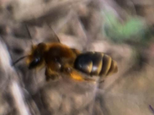 Réf. 300 502 : Andrena sp.