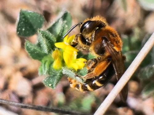 Réf. 300 503 : Andrena sp.