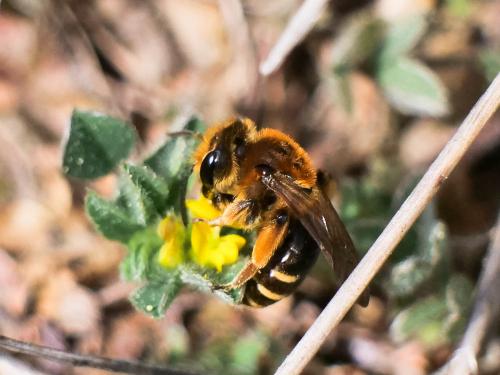 Réf. 300 662 : Andrena sp.