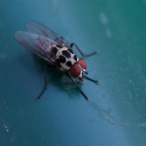 Réf. 300 278 : Anthomyia procellaris