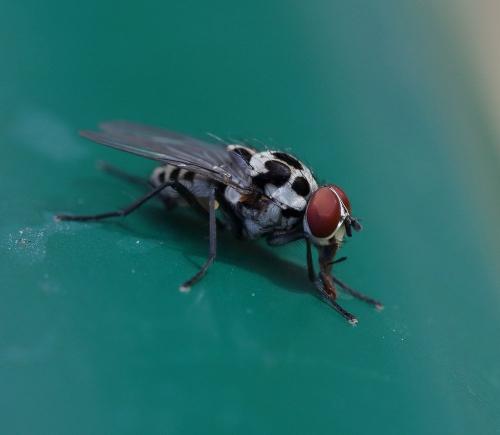 Réf. 300 279 : Anthomyia procellaris