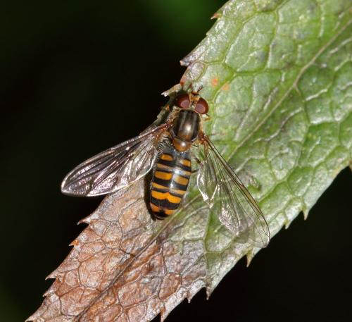 Episyrphus balteatus