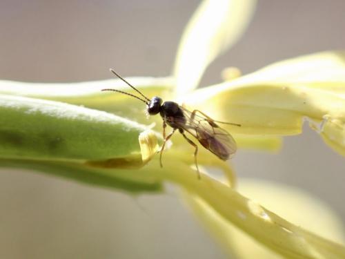 Réf. 300 147 : Tersilochinae inconnu