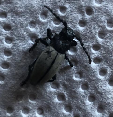 Réf. 300 788 : Iberodorcadion fuliginator