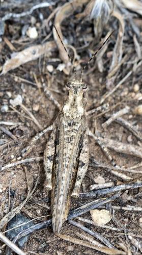 Derotmema sp.