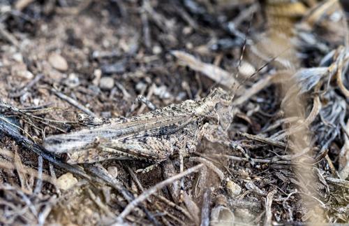 Derotmema sp.
