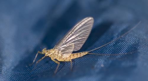 Réf. 300 923 : Rhithrogena sp.