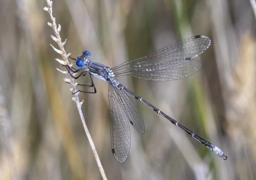 Réf. 300 984 : Lestes sp.