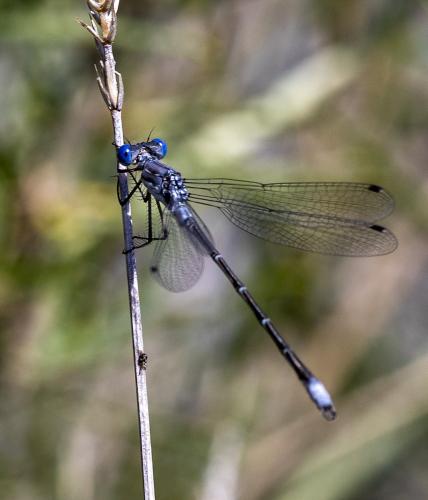 Lestes sp.