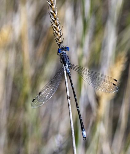 Lestes sp.