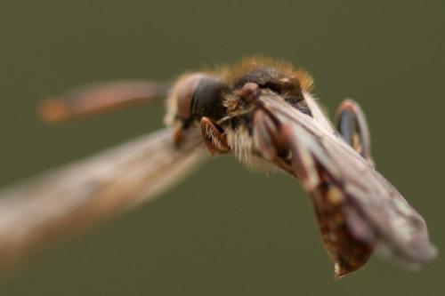 Réf. 300 349 : Nomada (armata)
