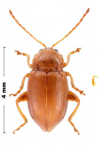 Réf. 300 704 : Neocrepidodera transversa