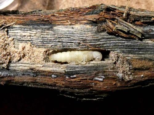 Réf. 300 852 : Poecilium fasciatum