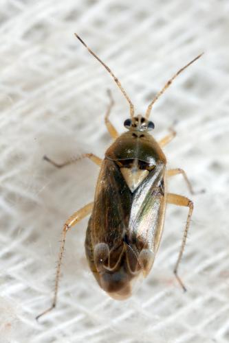 Réf. 300 755 : Harpocera thoracica