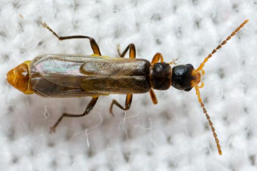 Réf. 300 446 : Malthodes validicornis