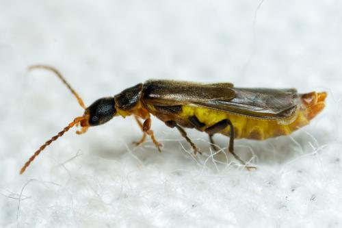 Réf. 300 447 : Malthodes validicornis