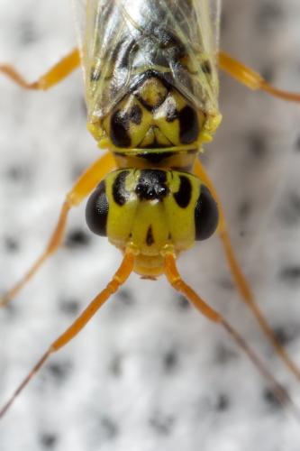 Xyela graeca